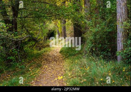 Autumn landscape. Path in the forest with lights and shadows. Carpet of fallen leaves and magical and enchanted forest. Segovia, Spain. Stockfoto