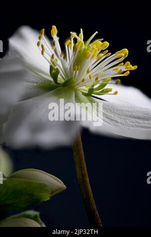 Schnee-rose Stockfoto