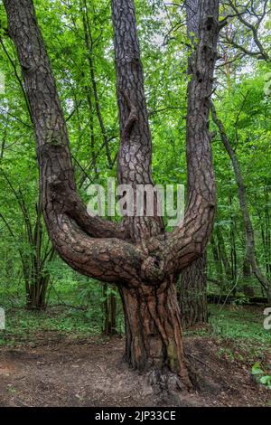 Alte Dreifachkiefer in einzigartiger Form eines Dreizacks im Kampinos-Wald, Kampinoski-Nationalpark, Masovia, Polen. Stockfoto