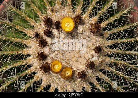 Echinocactus grusonii Draufsicht mit blühenden Blumen, dem goldenen Fasskaktus oder Goldkugel, endemisch im Osten-Zentralmexiko. Stockfoto