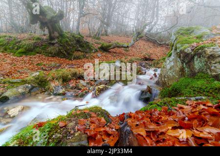 Buchenlandschaft im Herbst mit Bach geht den Berg hinunter und Langzeitbelichtung Fotografie. Somosierra Spanien. Stockfoto