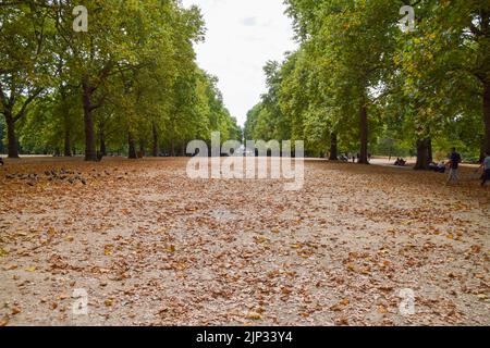 London, Großbritannien. 15.. August 2022. Bäume werfen Blätter früh im Green Park, als Hitzewellen und eine schwere Dürre Teile von England betreffen. Kredit: Vuk Valcic/Alamy Live Nachrichten Stockfoto