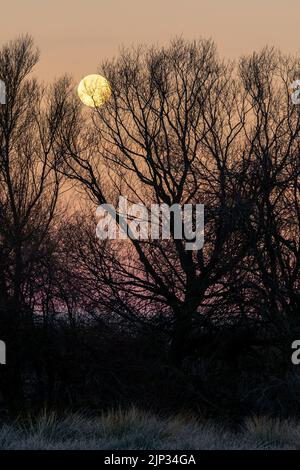 Nachtlandschaft bei Sonnenuntergang mit Silhouette von hohen Bäumen und einem großen Vollmond am goldenen Himmel, gefrorenem Boden aus der Kälte des Winters. Spanien. Stockfoto