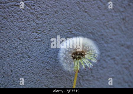 Ein Dandelion vor einer Wand Stockfoto