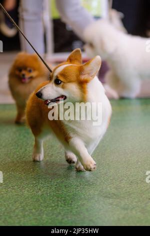 Ein Pembroke Welsh Corgi Hund, der an der Leine in einer Hundeausstellung läuft Stockfoto