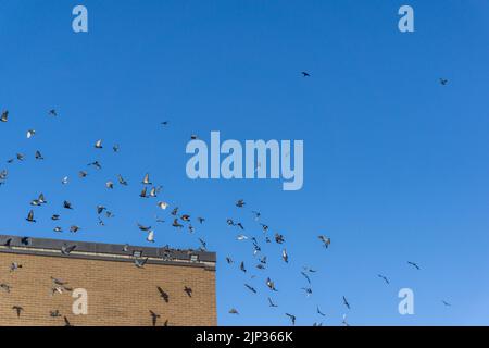 Blick auf Tauben und Tauben, die über dem Dach eines Gebäudes vor einem klaren, blauen Himmel fliegen Stockfoto