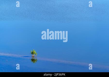 Kleiner Baum in der Mitte eines Sees aus blauem Wasser und Reflexionen im Wasser. Platz und Hintergrund kopieren. Spanien. Stockfoto