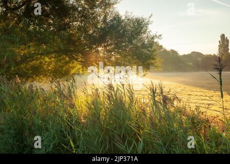 Sommermorgen an den Harnham Water Meadows in Salisbury, Wiltshire, England. Stockfoto