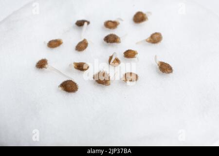 Tomaten aus Samen anbauen, Schritt für Schritt. Schritt 2 - die Samen sind gekeimt. Stockfoto