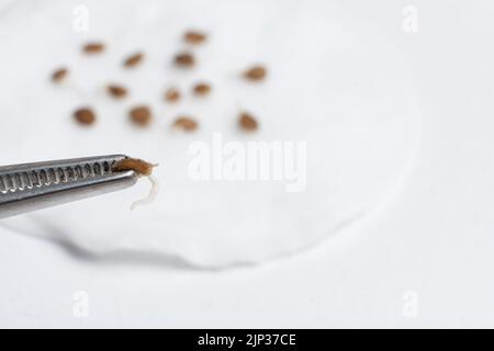Tomaten aus Samen anbauen, Schritt für Schritt. Schritt 2 - die Samen sind gekeimt. Stockfoto