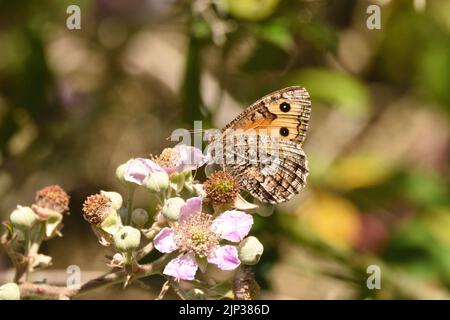 Äsche Schmetterling in Ruhe auf Bramble blüht an einem sonnigen Tag im Sommer. Denbighshire, Wales, Großbritannien. Stockfoto