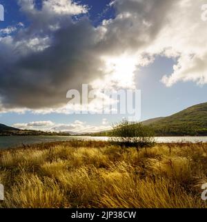 Ländliche Landschaft mit hohen wilden Gräsern mit goldenen Tönen im Frühling, blauem Himmel mit dunklen Wolken und entspannender und schöner Atmosphäre. Spanien, Lozoya, Stockfoto