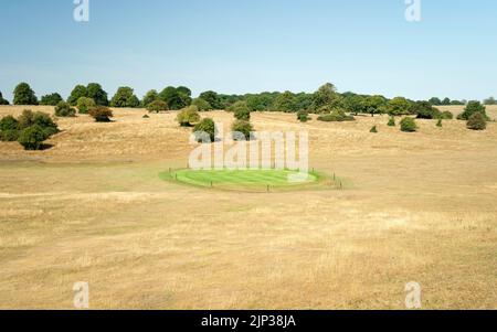 Golfplatz bedeckt mit trockenem Grasland mit grünem Gras über dem Loch von der Bewässerung während der Hitzewelle alles unter klarem blauen Himmel im Sommer in Beverley, Großbritannien. Stockfoto