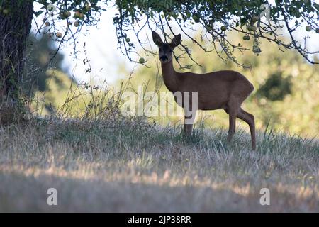 Hirsch steht auf einer Wiese Stockfoto