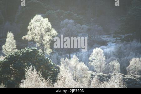 Dicke Reifschichten überzogen schottische Kiefern im Caledonian Forest Reserve bei Glen Affric Stockfoto
