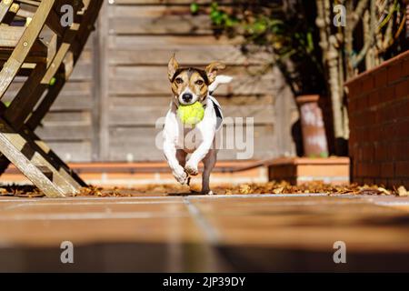Jack russell Terrier Hund läuft auf die Kamera mit einem Tennisball im Mund. Agilität Spiele mit dem Haustier. Wiedergabe. Stockfoto