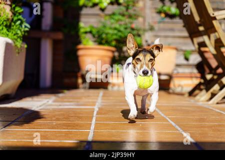 Jack russell Terrier Hund läuft auf die Kamera mit einem Tennisball im Mund. Agilität Spiele mit dem Haustier. Wiedergabe. Stockfoto