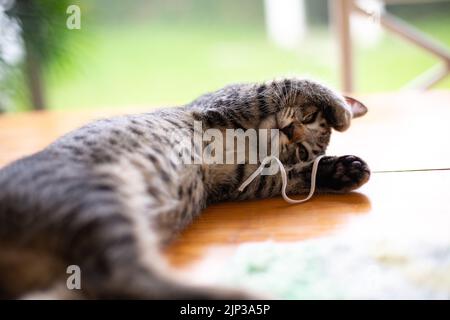 Eine niedliche graue Tabby-Katze, die auf einer Holztischoberfläche mit einem unscharfen Hintergrund liegt Stockfoto