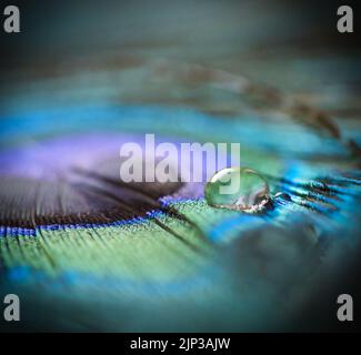 Wassertropfen, Pfauenfeder, Wassertropfen, Wassertropfen, Wassertropfen, pfauenfedern Stockfoto