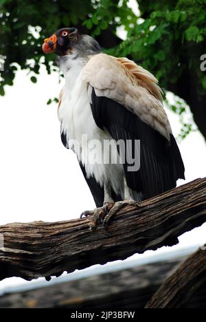 Königsgeier (Sarcoramphus Papa). Dieser große Birdie wurde in Mittel- und Südamerika gefunden. Es ist ein Mitglied der Familie der Geier der Neuen Welt, Cathartidae. Stockfoto