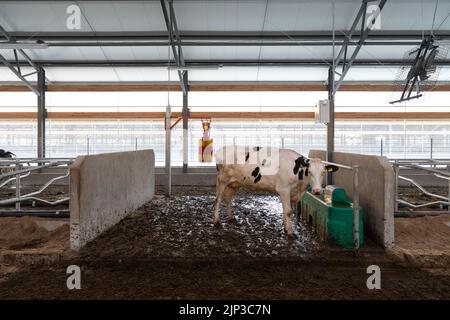 Eine junge Kuh auf einem modernen Bauern trinkt Milch und ein spezielles Futterhäuschen Stockfoto