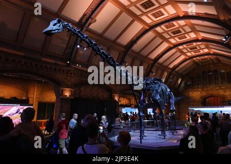 Dippy ist bis zum 2. Januar 2023 zurück.Dippy war der erste Diplodocus (DIP-low-DOCK-US), der überall auf der Welt ausgestellt wurde, als er 1905 dem Museum geschenkt wurde. Es wurde schnell zu einem Star, der Herzen und Vorstellungen einfängt. Dippy verließ dann 2017 das Museum, um eine Wirbelwind-Tour durch Großbritannien zu absolvieren. Während der gesamten Reise wurde Dippy Zeuge des sich wandelnden Naturzustands und des starken Rückgangs der Artenvielfalt in Großbritannien. Dippys Tour gab uns auch eine dringend benötigte Erinnerung an die Freude, die wir in unserer lokalen Landschaft finden können - von der Umarmung der Ruhe eines Waldes bis zum Befallen von Vogelgezwitscher in einem belebten Park. Stockfoto