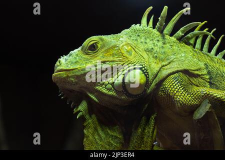 Ein Kopf aus der Nähe eines grünen Leguan (Leguan Leguan) auf Schwarz. Stockfoto