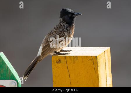 Rot-belüfteter Bulbul (Pycnonotus cafer) auf einem Pfosten Stockfoto