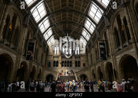 Dippy ist bis zum 2. Januar 2023 zurück.Dippy war der erste Diplodocus (DIP-low-DOCK-US), der überall auf der Welt ausgestellt wurde, als er 1905 dem Museum geschenkt wurde. Es wurde schnell zu einem Star, der Herzen und Vorstellungen einfängt. Dippy verließ dann 2017 das Museum, um eine Wirbelwind-Tour durch Großbritannien zu absolvieren. Während der gesamten Reise wurde Dippy Zeuge des sich wandelnden Naturzustands und des starken Rückgangs der Artenvielfalt in Großbritannien. Dippys Tour gab uns auch eine dringend benötigte Erinnerung an die Freude, die wir in unserer lokalen Landschaft finden können - von der Umarmung der Ruhe eines Waldes bis zum Befallen von Vogelgezwitscher in einem belebten Park. Stockfoto