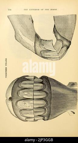 Das Äußere des Pferdes (Seite 708) Stockfoto