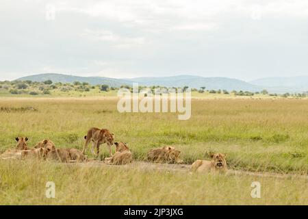 Herde von Pugars, die auf einem Feld im trockenen Gras ruht Stockfoto