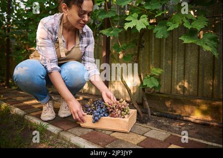 Hübsche Frau, Winzer, der frisch gepflückte Bio-Trauben in eine Holzkiste legt. Agrarindustrie. Nahaufnahme mit Platz für Werbetexte Stockfoto