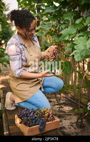 Inspirierende hübsche Frau, Winzerin, Winzerin, Winzer, die am sonnigen Herbsttag in einem Weinberg Bio-Trauben ernten Stockfoto