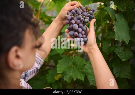 Blick von der Rückseite einer Frau Winzerin, die lila Trauben hält, die im Weinberg hängen und sie auf Reife untersucht Stockfoto