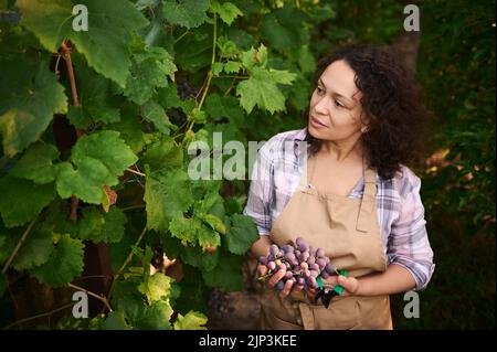 Wohlhabende, multiethnische Frau, erfahrene Weinbauerin, Weinbauern erntet Trauben im Weinberg, zum Verkauf auf Märkten Stockfoto