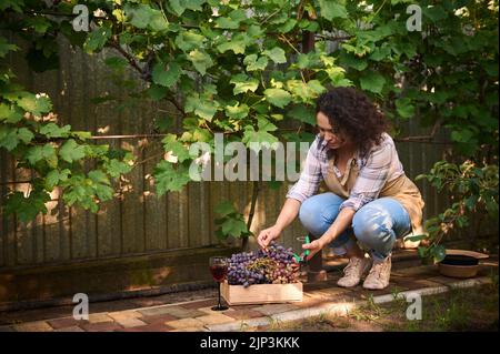 Die inspirierende Frau legt einen Weintraubenstrauß in eine Holzkiste, die auf dem Boden in der Nähe eines Glases hausgemachten Weines steht. Stockfoto