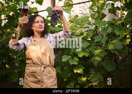 Schöne Frau, Winzerin, die einen Weintraubenstrauß und ein Glas Wein in der Sonne hält und untersucht. Stockfoto