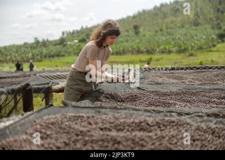 Hübsche junge Frau, die Kaffeebohnen hält, während sie trocknen Stockfoto