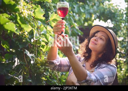 Nahaufnahme. Erfolgreiche Winzerin, die den hausgemachten trockenen Rotwein auf den Sonnenstrahlen untersucht und in Reihen der Weinberge steht Stockfoto