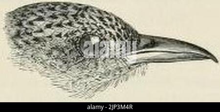 Die Fauna von Britisch Indien, Ceylon und Birma (Vögel Vol1) 235 Stockfoto
