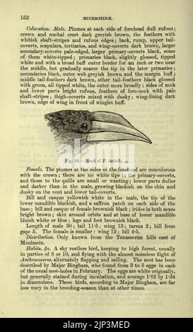 Die Fauna von Britisch-Indien, Ceylon und Burma (Seite 152) einschließlich Stockfoto