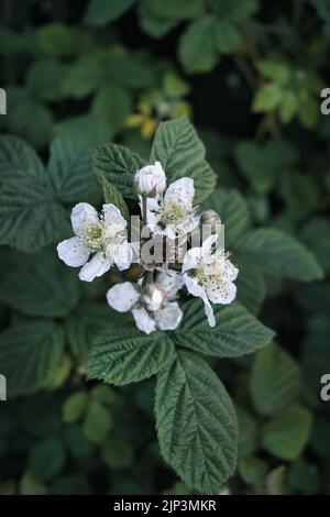 Leuchtende Brombeerblüten in einem Garten Stockfoto