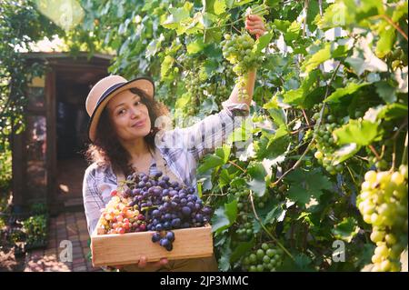 Brunette Frau Winzerin trägt eine Holzkiste und Ernte reifen und saftigen grünen Trauben in einem Weinberg auf dem Land Stockfoto