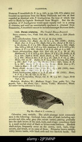 Die Fauna von Britisch-Indien, einschließlich Ceylon und Burma (Seite 406) Stockfoto