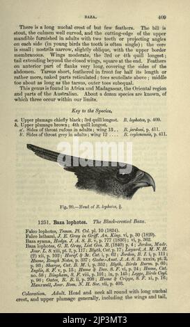 Die Fauna von Britisch-Indien, einschließlich Ceylon und Burma (Seite 409) Stockfoto