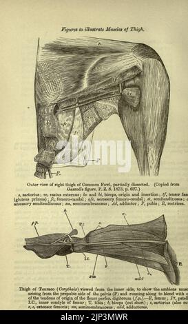 Die Fauna von Britisch-Indien, Ceylon und Burma einschließlich Stockfoto