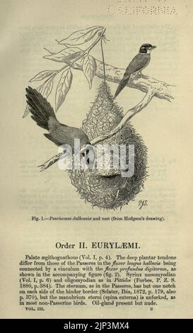 Die Fauna von Britisch-Indien, Ceylon und Burma einschließlich Stockfoto