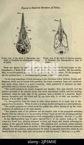 Die Fauna von Britisch-Indien, Ceylon und Burma einschließlich Stockfoto