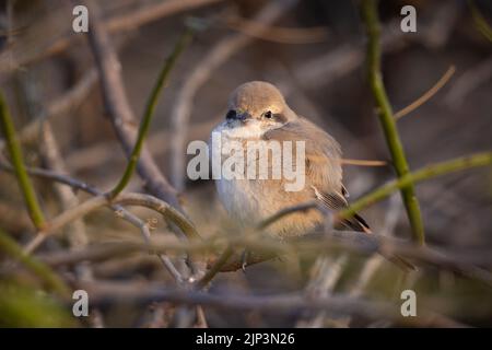 Nahaufnahme eines im Wald thronenden Isabellinenwürgers Stockfoto