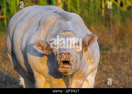 Nahaufnahme von weißen Charolais-Rindern, französischer Taurinrinvieh-Rasse, Mooing / lowing im Feld bei Sonnenaufgang Stockfoto